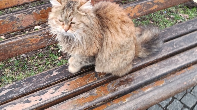 Kediler neden sürtünürler kediniz var mı 😅?