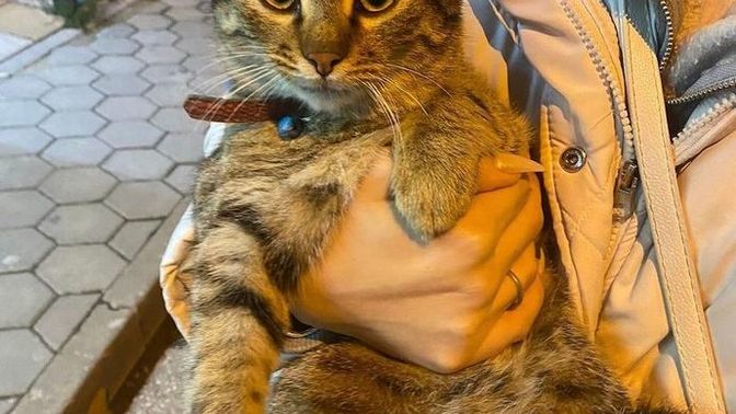 Sokakta tasmalı kedi bulsanız ne yapardınız?