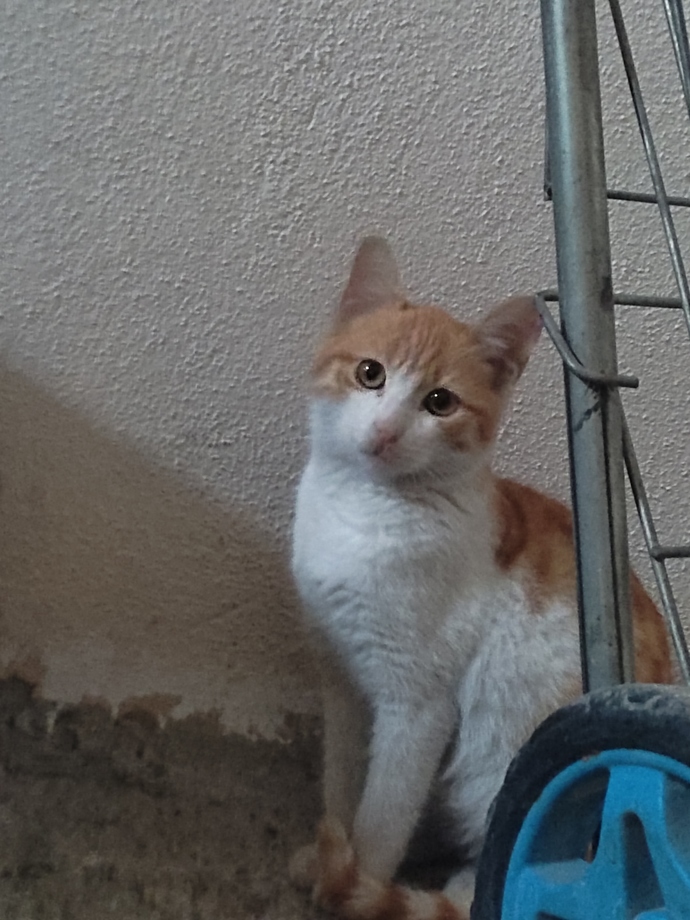 Bu benim kedim