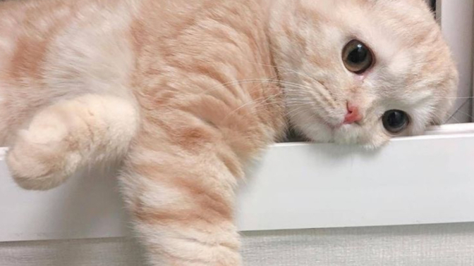 Sevdiğiniz size ne söylerse karşısında kedi gibi olursunuz?