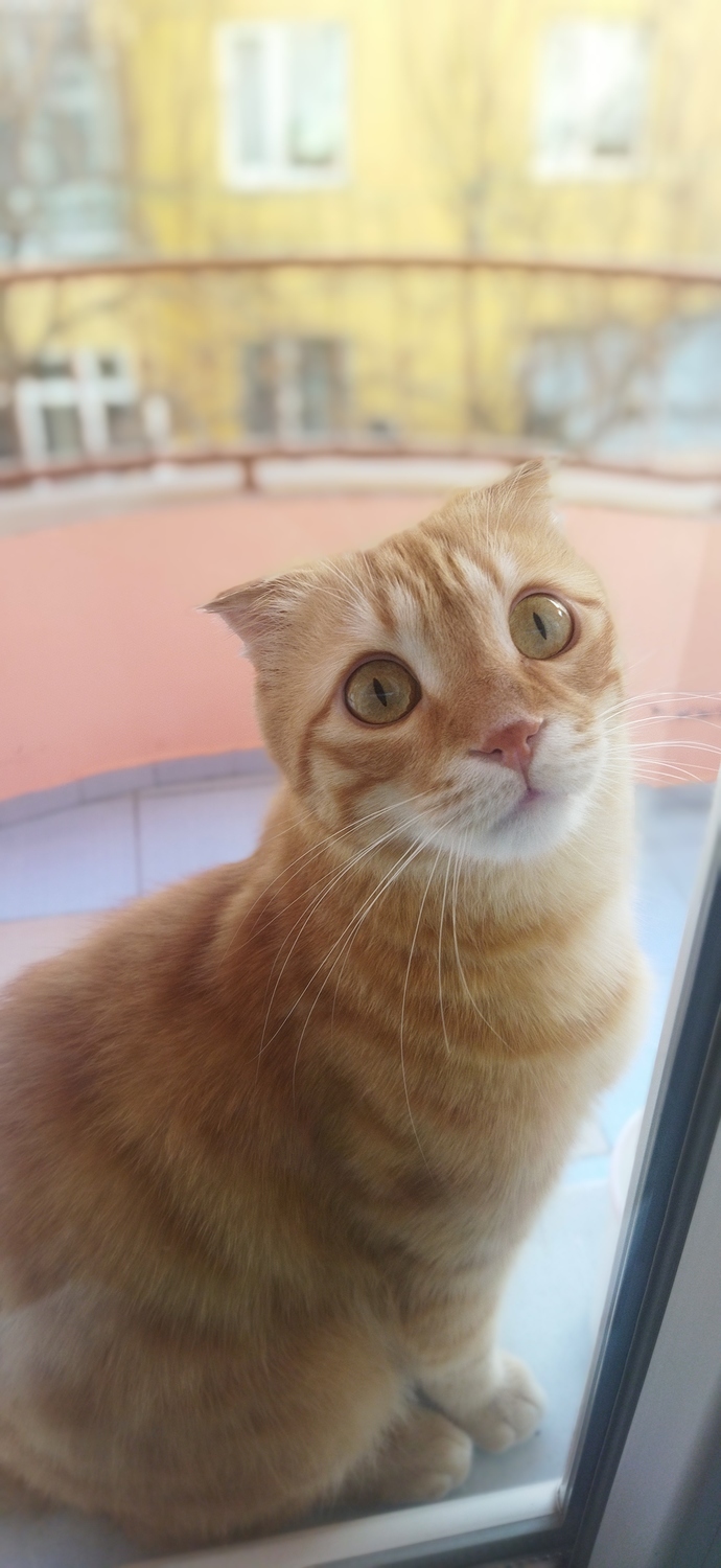 Bu kedi cins mi?