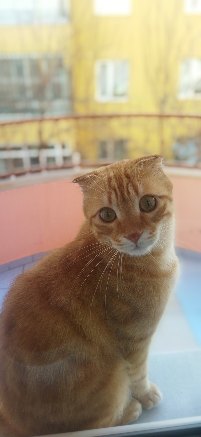 Bu kedi cins mi?