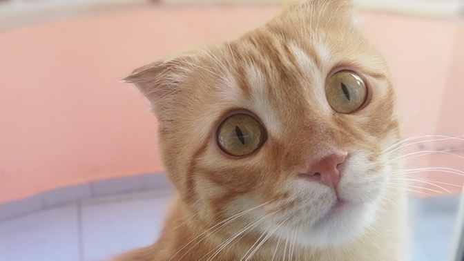 Bu kedi cins mi?