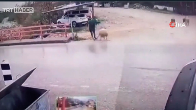 Antalya'da bir vatandaşa koç saldırmış! Size hiç hayvan saldırdı mı?