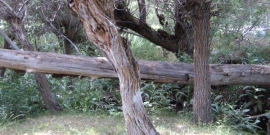 Sevgilinizle yağmurda yürüyecek kadar romantik misiniz, aman Ali Rıza Bey üşütmeyelim hemen gidelim diyecek kadar ormantik mi?