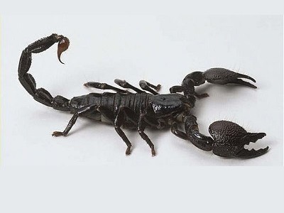 Neden akrep burcunu kimse sevmiyor?