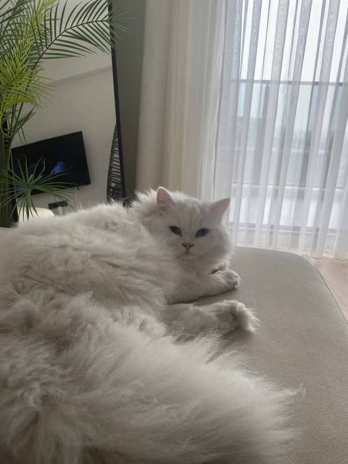 Hangi evcil hayvanı sahipleniyorsunuz ya da  sahiplenmek isterdiniz?
