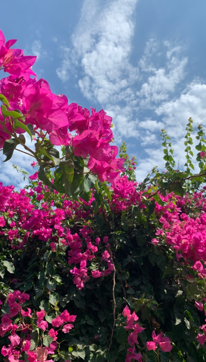 🌸🌸🌸🌸🌸🌸🌸