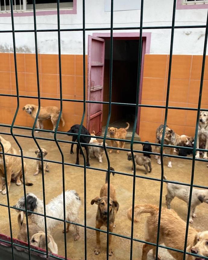 Sokak kopekleri hakkinda ne dusunuyosunuz?