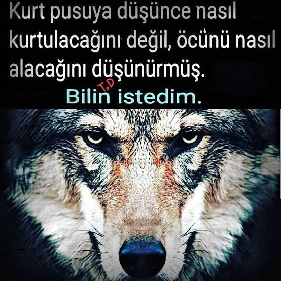 Doğu Türkistan için şimdiye kadar hiç bir şey yapmayan mahlukatlar, Filistine destek verildiğini görünce neden kuduruyorlar?