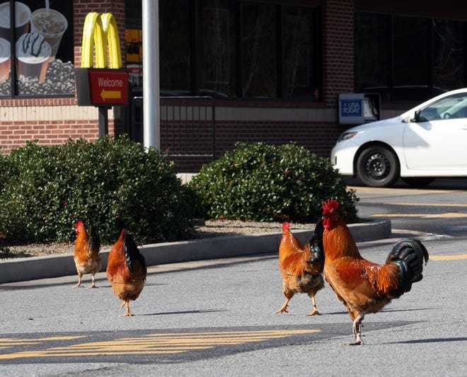McDonald's, 2024'te ürünlerinin kalitesini artıracaklarını açıklamış. McDonald's ürünlerini seviyor musunuz?
