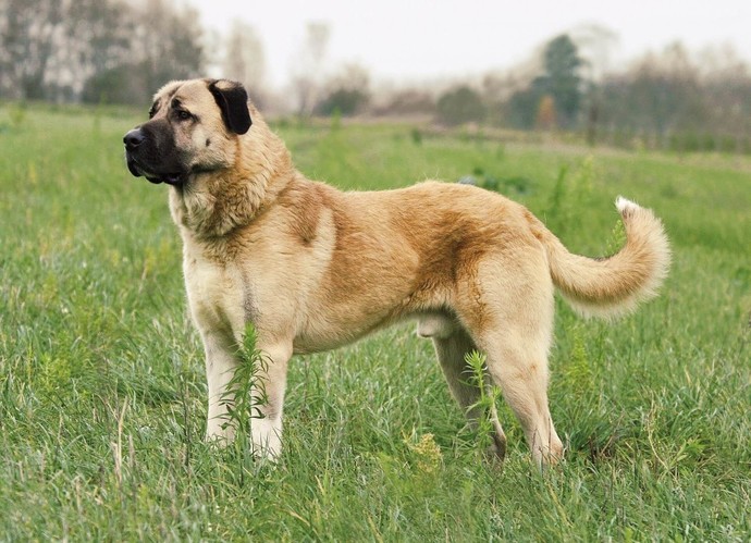 Köpek korkunuz var mı?