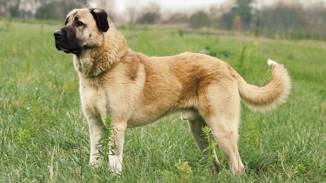 Köpek korkunuz var mı?