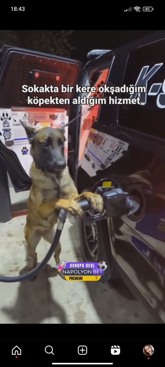 Sokak Hayvanlarını Sever Misiniz?