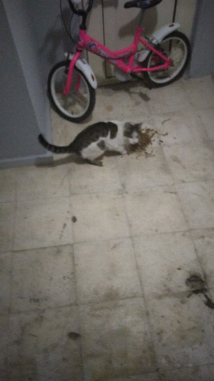 Aptl bina sakini kedi getirmiş binaya birakmış yemek vermiyor kedi açlıktan bağırıyor karnını doyurdum ama eve alamam ne yapacağım?