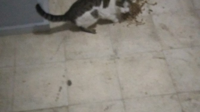 Aptl bina sakini kedi getirmiş binaya birakmış yemek vermiyor kedi açlıktan bağırıyor karnını doyurdum ama eve alamam ne yapacağım?