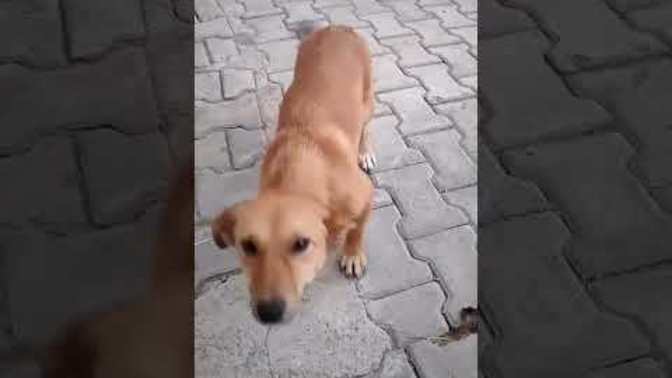 Bir hayvan olsaydınız hangi hayvan olurdunuz?