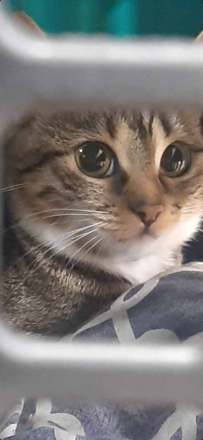 Kedim kızgınlığa girdi, sizce onu doğasına salmam mı gerekiyor artık?