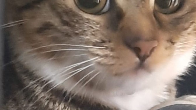 Kedim kızgınlığa girdi, sizce onu doğasına salmam mı gerekiyor artık?