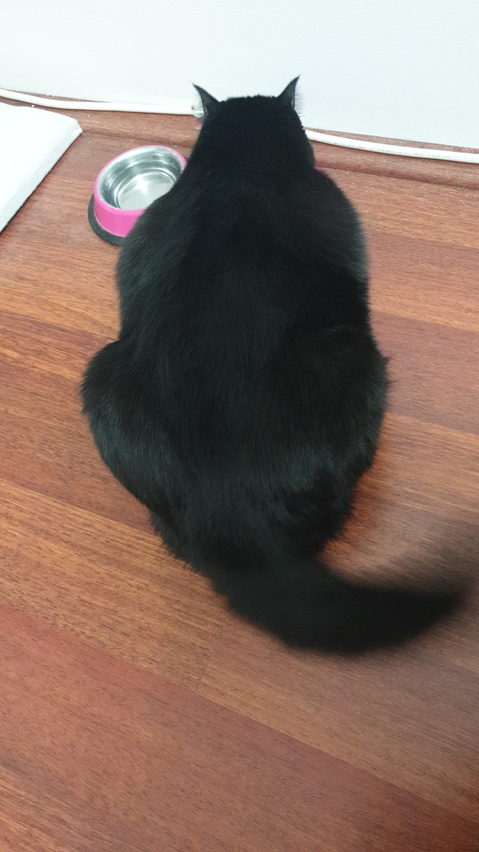 Sizce kedim kilolu mu :D? 6.5 kilo whshshd?