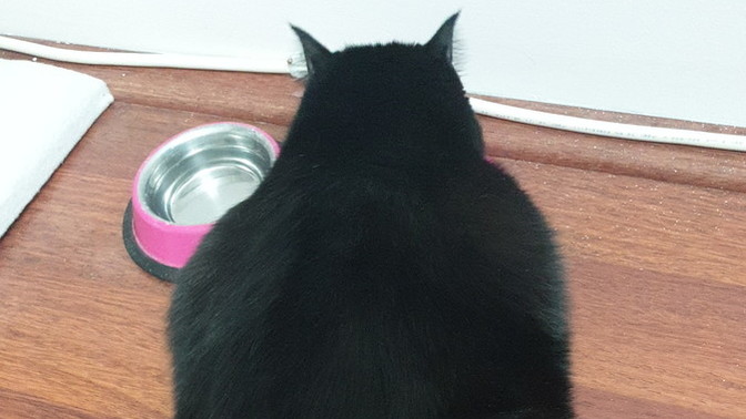Sizce kedim kilolu mu :D? 6.5 kilo whshshd?