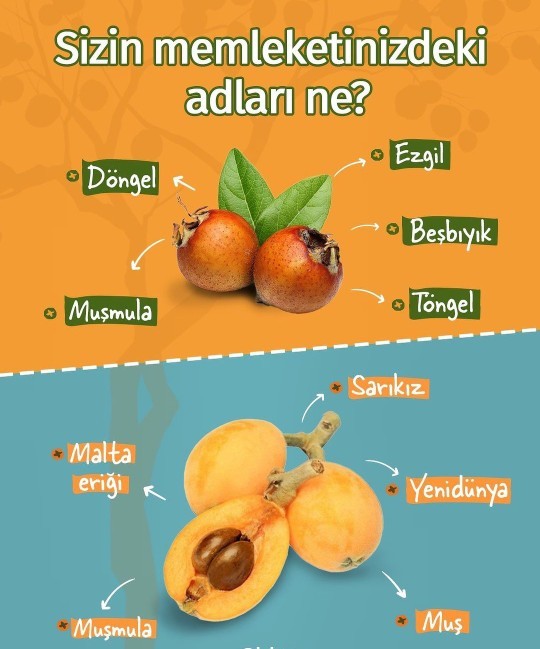 Sizin memlekette bu meyvelere ne denir?