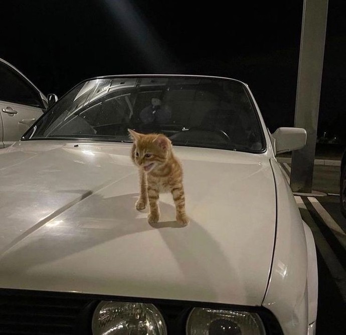 Arabanızın üstünde kedi yatınca tepkiniz ne oluyor?