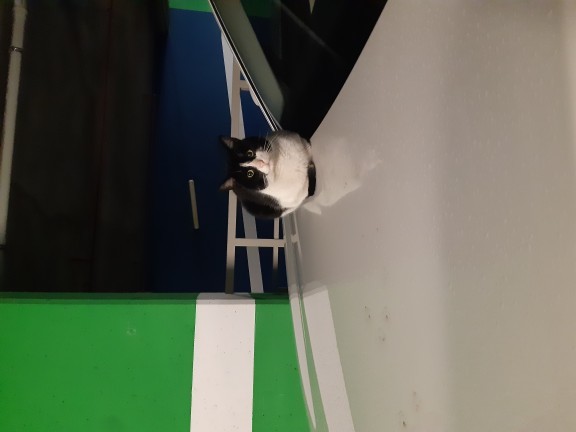 Arabanızın üstünde kedi yatınca tepkiniz ne oluyor?