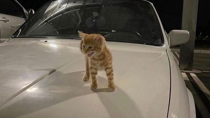 Arabanızın üstünde kedi yatınca tepkiniz ne oluyor?