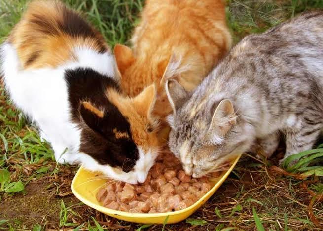 Kedi ve köpek mamalarına zam geldi, ne düşünüyorsun?