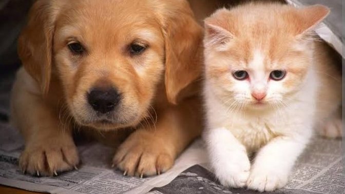 Kedi ve köpek mamalarına zam geldi, ne düşünüyorsun?