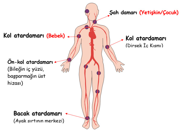 Vücuttaki nabız noktalarını biliyor musunuz?