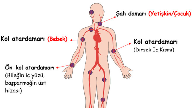 Vücuttaki nabız noktalarını biliyor musunuz?