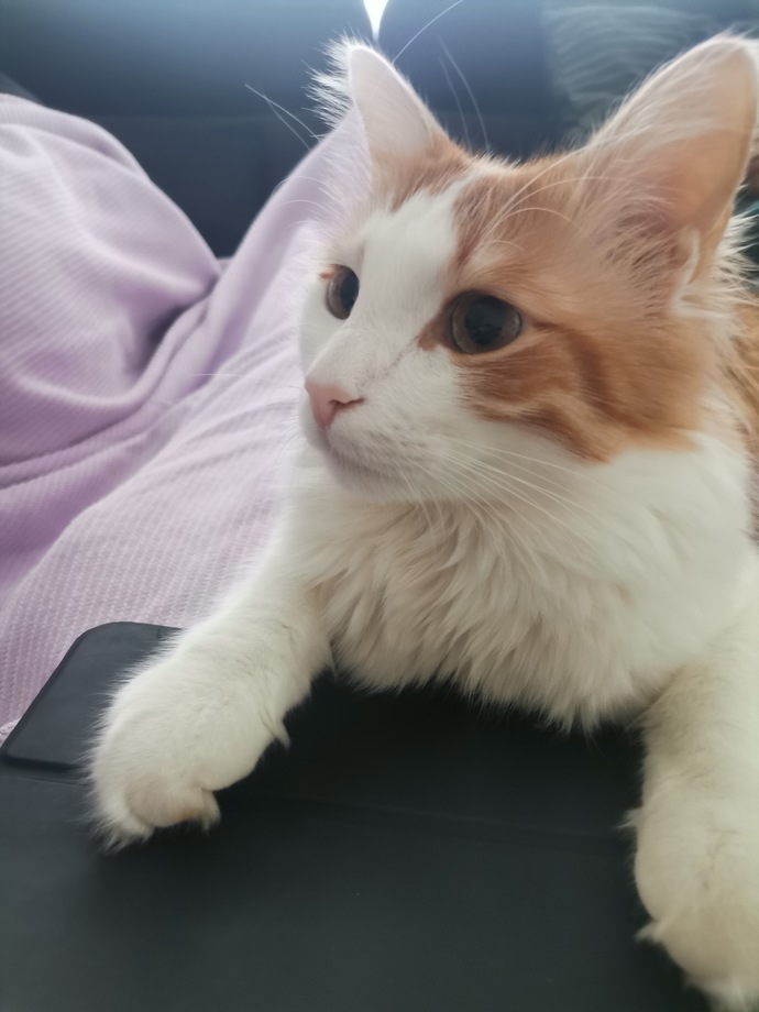 Üstünüzde kediyle uyudunuz mu?