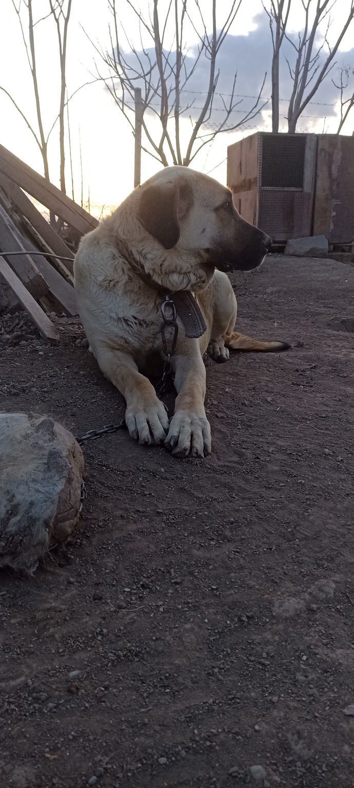 En çok hangi hayvanla dertleşmek isterdiniz?