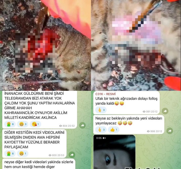 C31K-EBU CEHİL isimli terör örgütü halen hayvan katliamlarına, milli degerlerimize saldırıyor ve çocuk p. Paylaşıyor?
