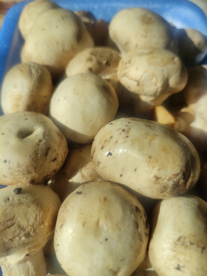 Mantar yıkanmaz mı?
