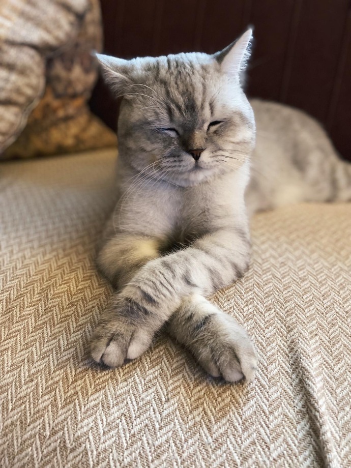 Kedilerim çok tatlı değiller mi?