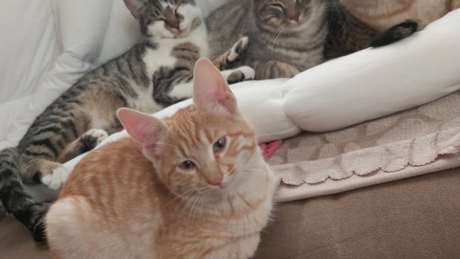 Kedilerim çok tatlı değiller mi?