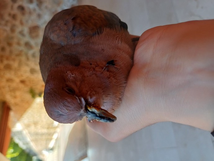 Böyle bir kuş buldum ama uçmuyor, ne yapmalıyım?