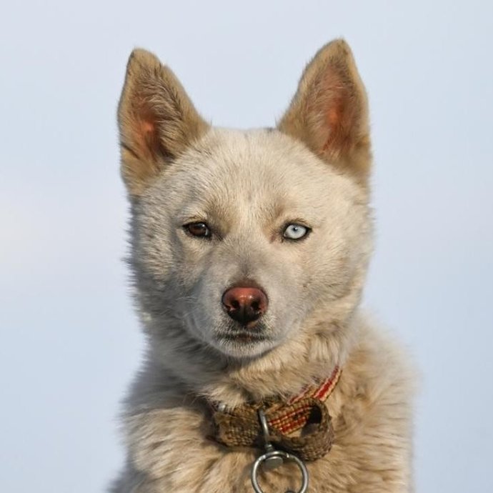 Vanda bir vatandaşın sahiplendiği Husky cinsi köpeğin göz rengi farklılığı! Çok güzel durmuyor mu?