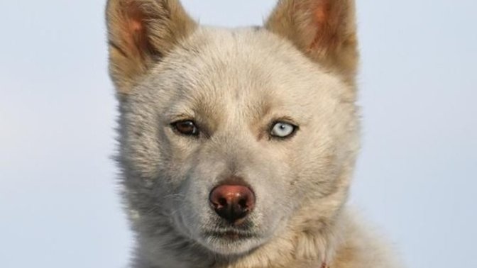 Van'da bir vatandaşın sahiplendiği Husky cinsi köpeğin göz rengi farklılığı! Çok güzel durmuyor mu?