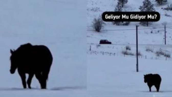 Bir at videosu herkesin kafasını karıştırdı! Sizce bu at gidiyor mu yoksa geliyor mu?