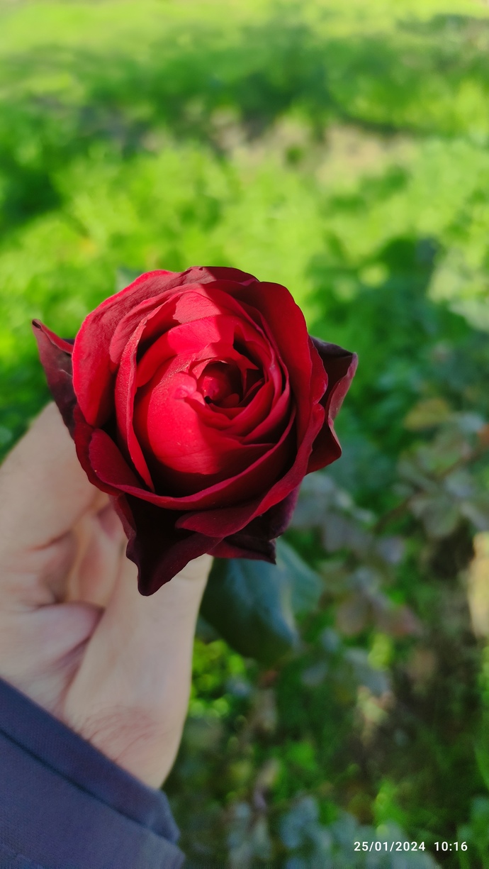 Gülü dalında seni tadında...🤤
