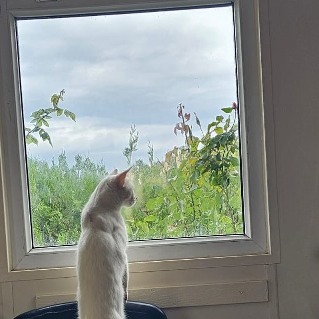 Resim dersinde başarılı mıydınız. Resme yeteneğiniz var mı?