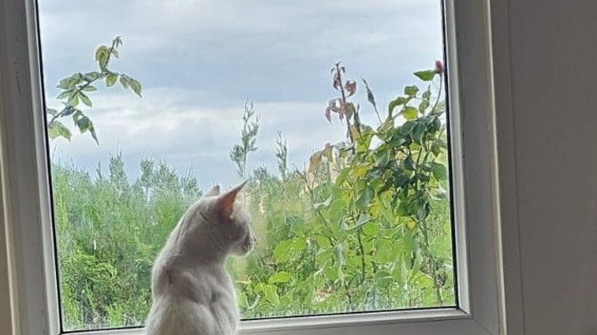 Resim dersinde başarılı mıydınız. Resme yeteneğiniz var mı?