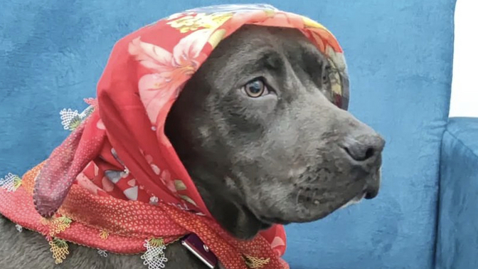 Köpeğim her sabah cennet mahallesi izliyor, nasıl vazgeçirebilirim?