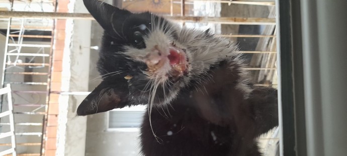 Kedi nasıl tedavi edebilirim? Ölecek gibi duruyo help?
