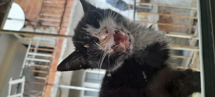Kedi nasıl tedavi edebilirim? Ölecek gibi duruyo help?