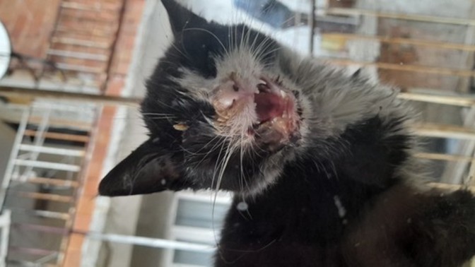 Kedi nasıl tedavi edebilirim? Ölecek gibi duruyo help?